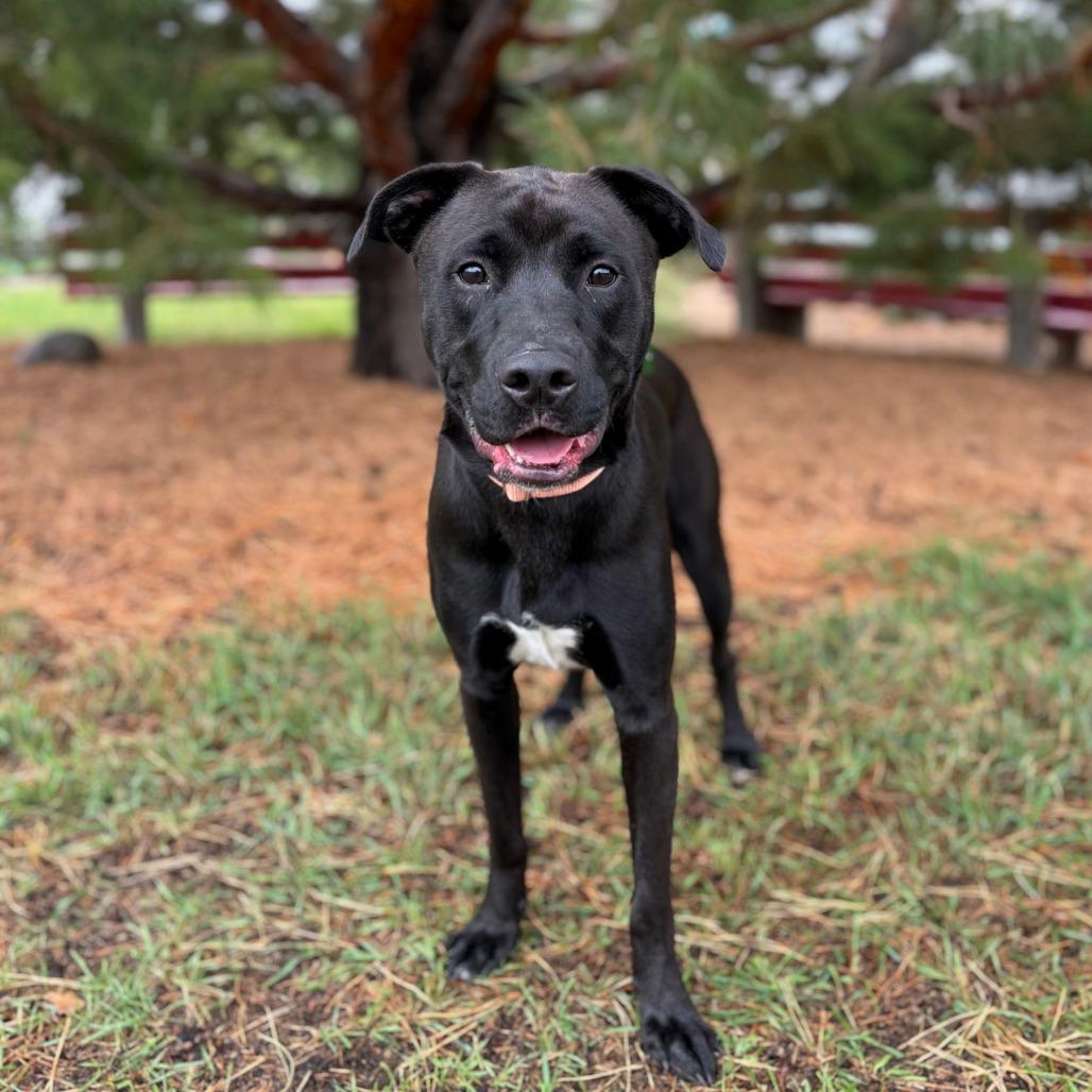 Proctor--In Foster, Adoptable, Young Male Boxer & Labrador Retriever.