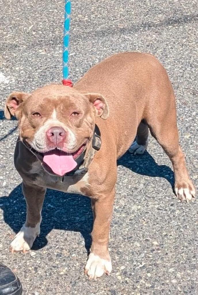 Enlarge Hena, a Adoptable Pit Bull Terrier in Vineland, NJ image 1/1