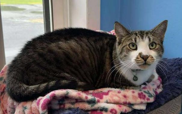 Samson, Adoptable, Adult Male Domestic Short Hair.