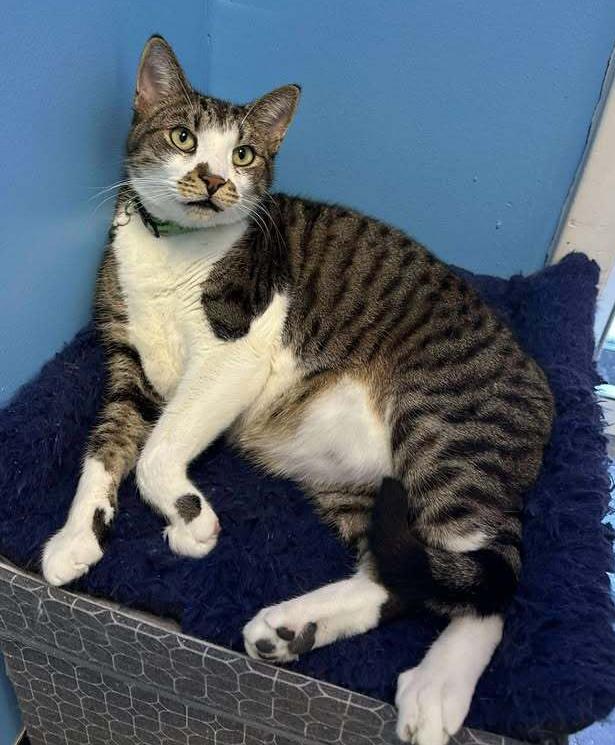 Enlarge Samson, a Adoptable mixed breed in Woodbridge, VA image 2/5