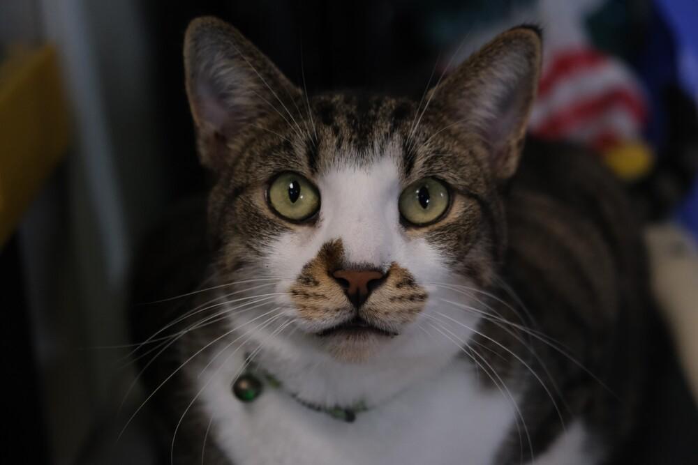 Enlarge Samson, a Adoptable mixed breed in Woodbridge, VA image 3/5