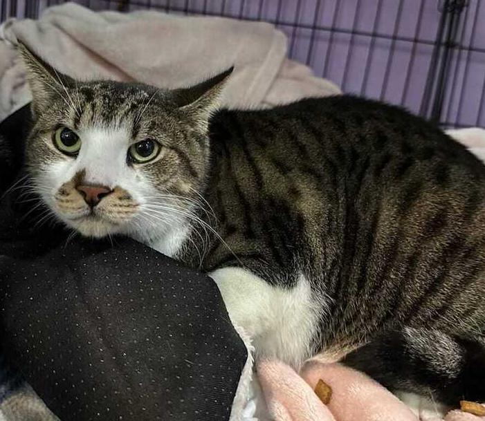 Enlarge Samson, a Adoptable mixed breed in Woodbridge, VA image 4/5