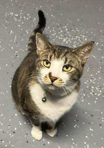 Enlarge Samson, a Adoptable mixed breed in Woodbridge, VA image 5/5