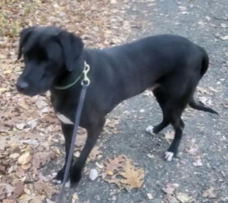 Mitchell, a Adoptable mixed breed in Southington, CT image 1/3