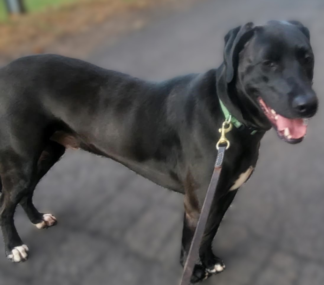 Mitchell, a Adoptable mixed breed in Southington, CT image 2/3