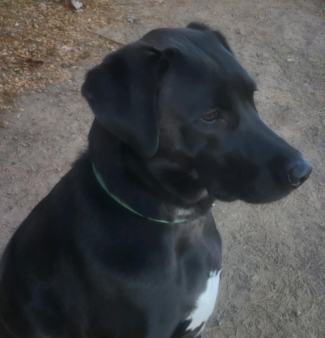 Mitchell, a Adoptable mixed breed in Southington, CT image 3/3