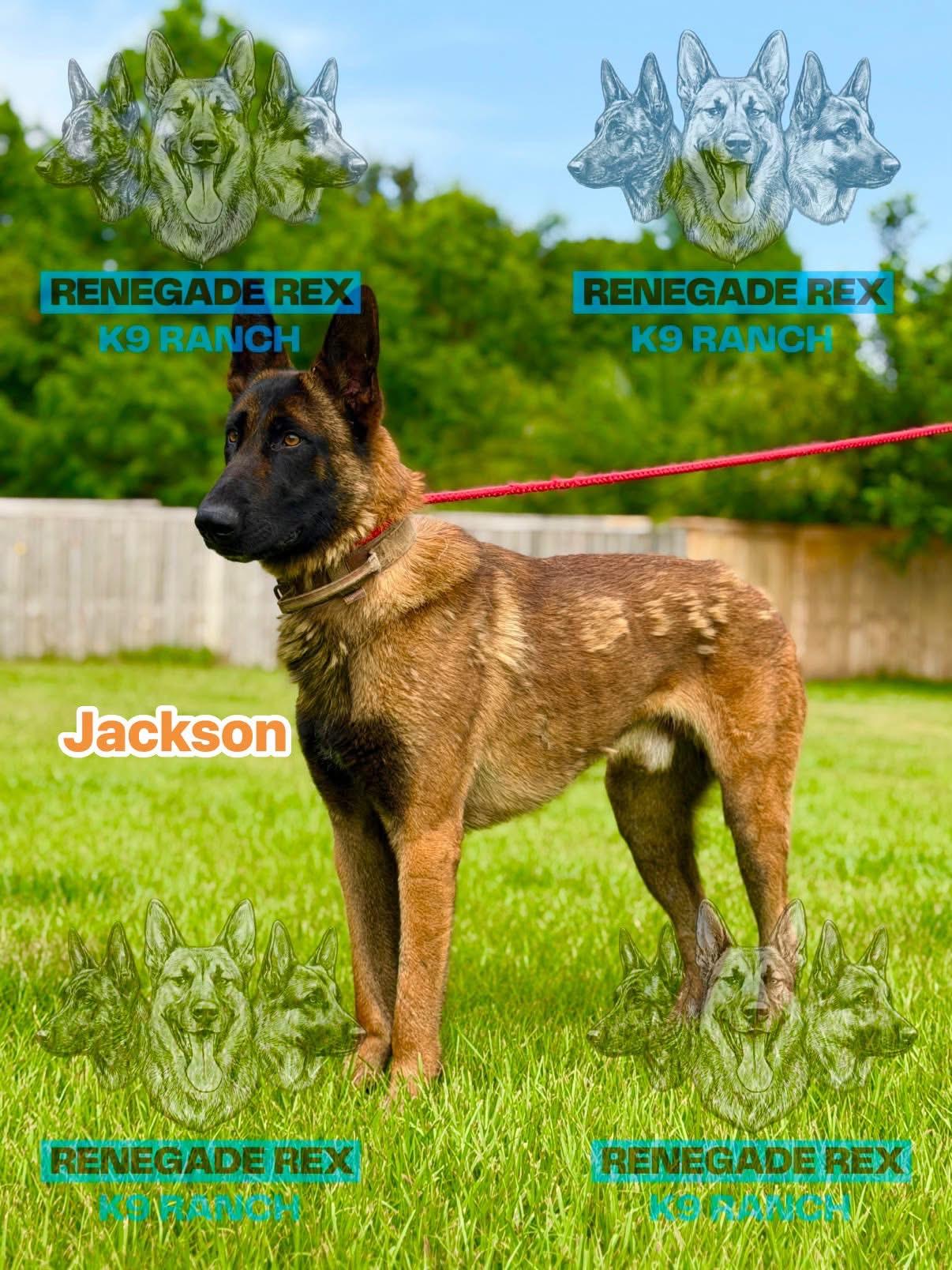 Enlarge Jackson, a Adoptable Belgian Shepherd / Malinois in Port Saint Lucie, FL image 4/4