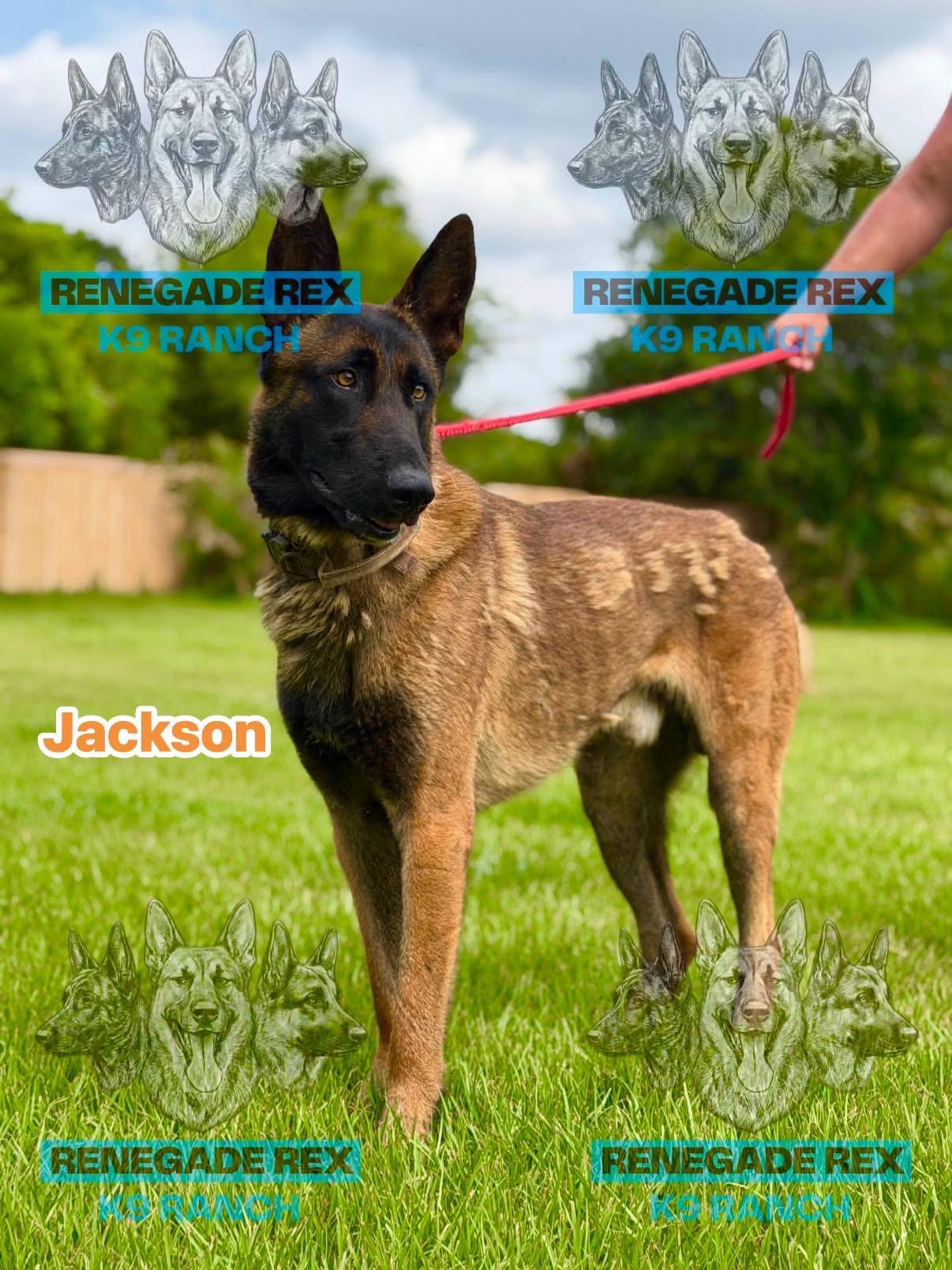 Enlarge Jackson, a Adoptable Belgian Shepherd / Malinois in Port Saint Lucie, FL image 3/4