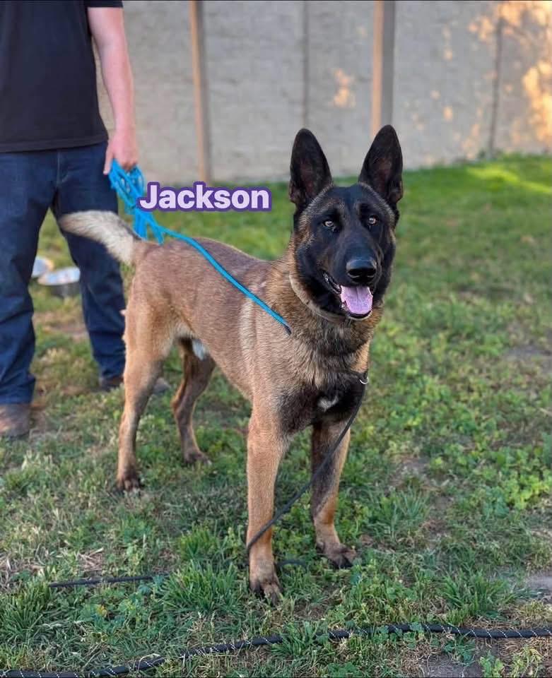 Enlarge Jackson, a Adoptable Belgian Shepherd / Malinois in Port Saint Lucie, FL image 1/4