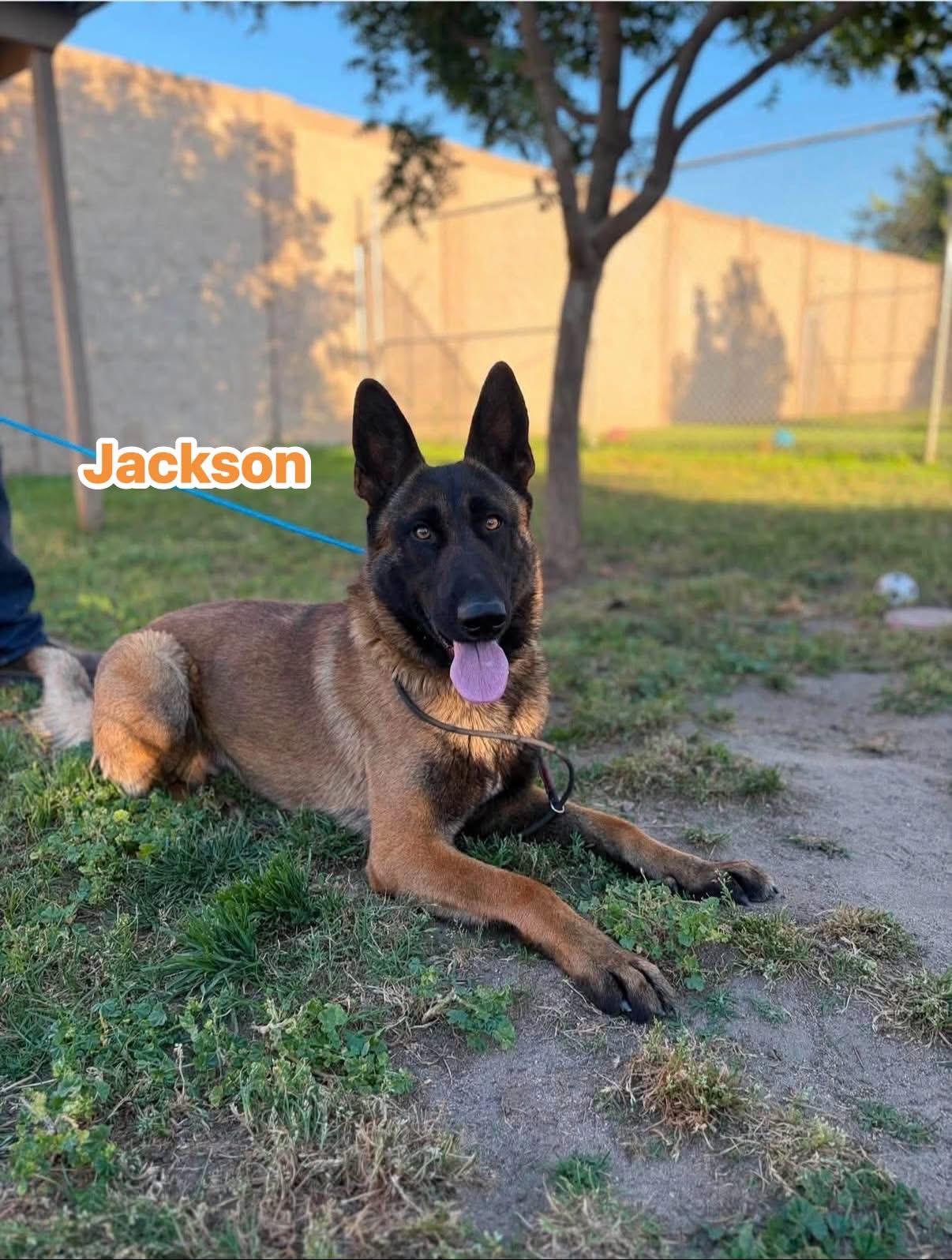 Enlarge Jackson, a Adoptable Belgian Shepherd / Malinois in Port Saint Lucie, FL image 2/4