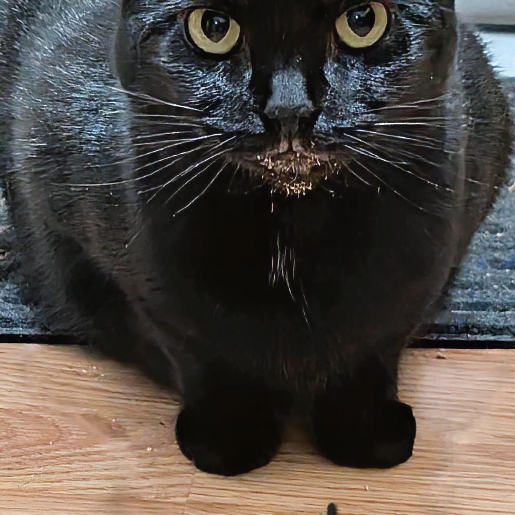 Nightwish, Adoptable, Adult Female Domestic Short Hair.