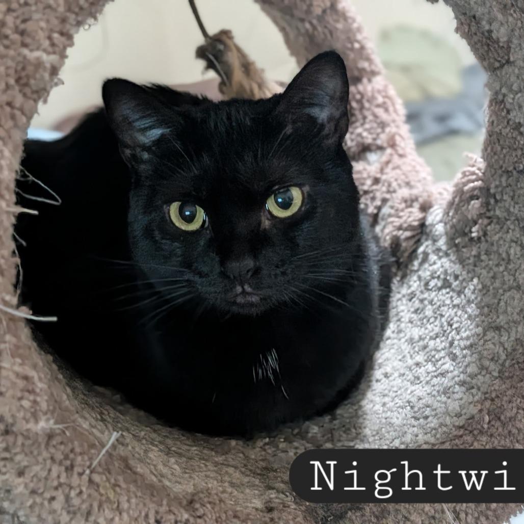 Enlarge Nightwish, a Adoptable Domestic Short Hair in Layton, UT image 2/3