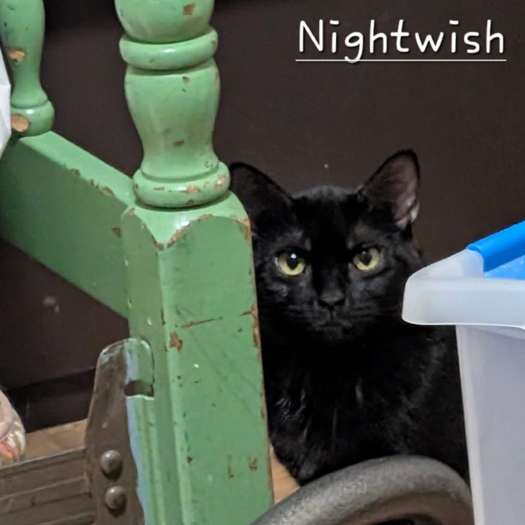 Enlarge Nightwish, a Adoptable Domestic Short Hair in Layton, UT image 3/3