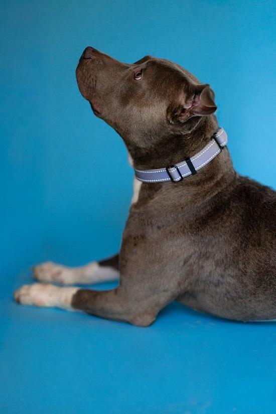 BAM BAM, adoptable, Adult Male Terrier.