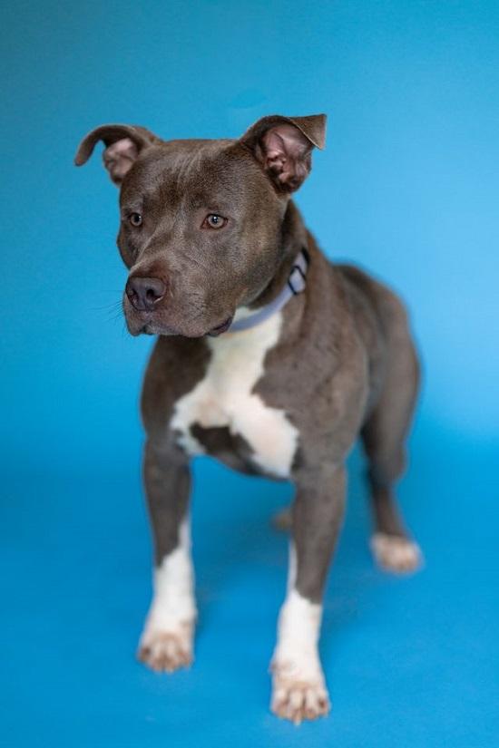 Enlarge BAM BAM, an adoptable Terrier in Pegram, TN image 3/6