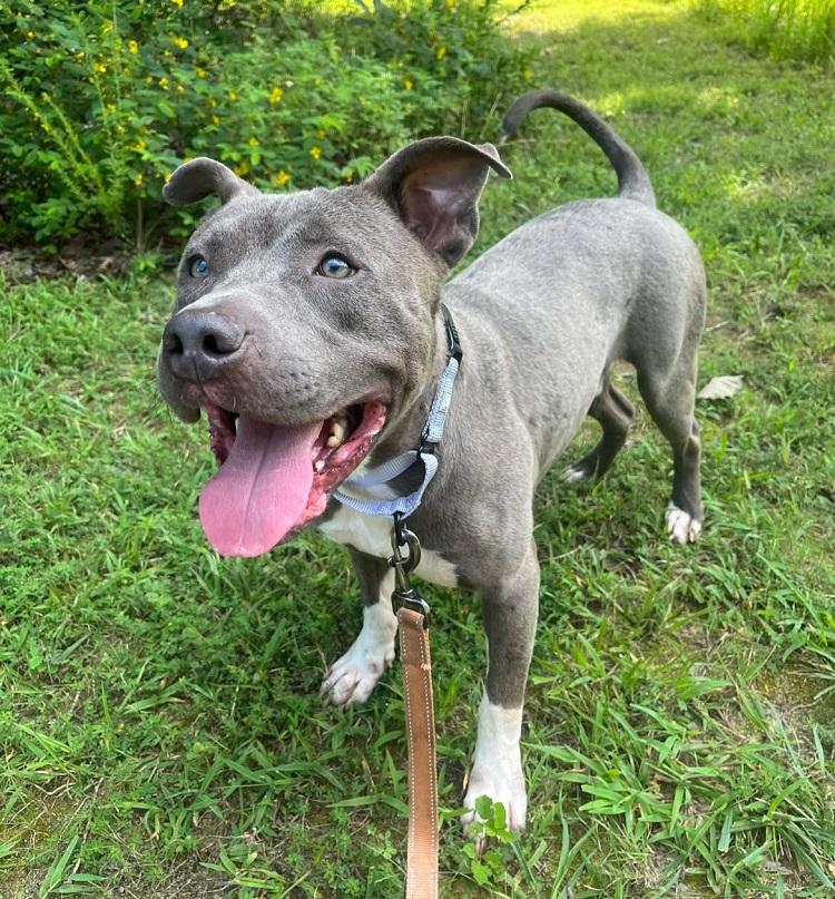 Enlarge BAM BAM, a Adoptable Terrier in Pegram, TN image 5/6