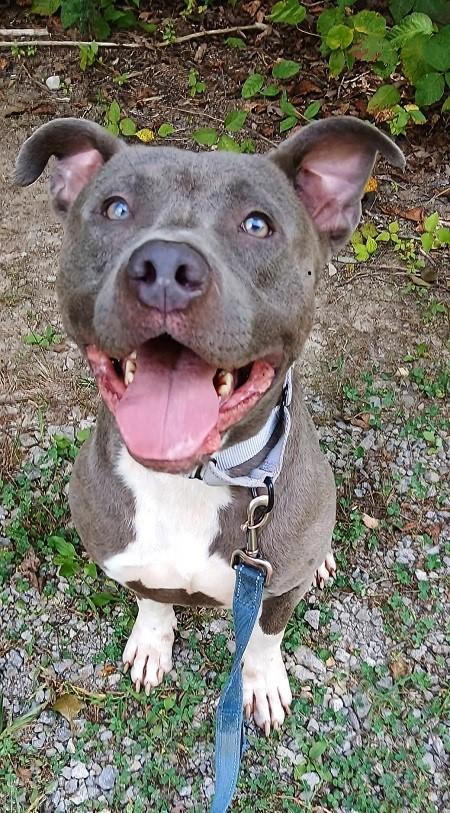 Enlarge BAM BAM, an adoptable Terrier in Pegram, TN image 2/6