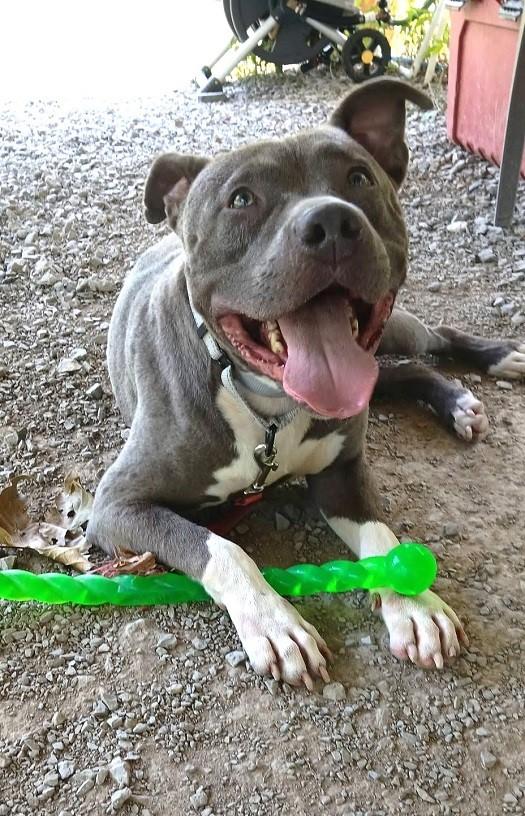 BAM BAM, Adoptable, Adult Male Terrier.