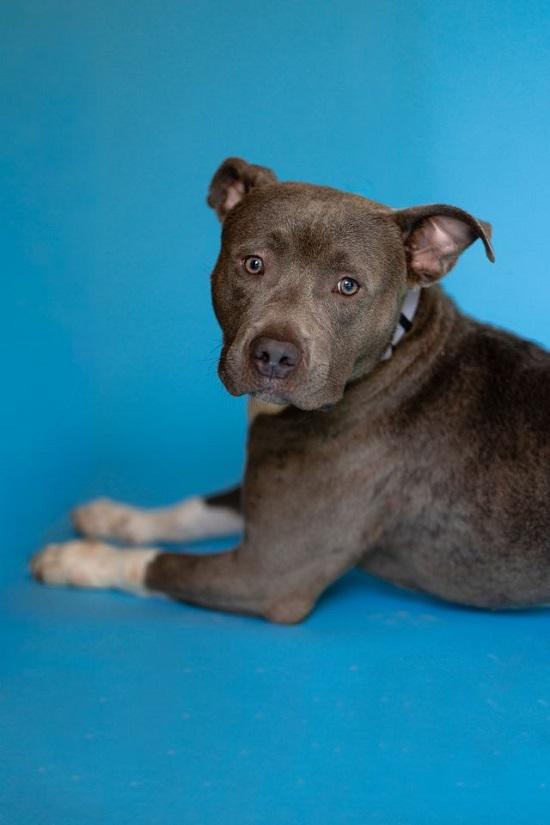 Enlarge BAM BAM, an adoptable Terrier in Pegram, TN image 5/6