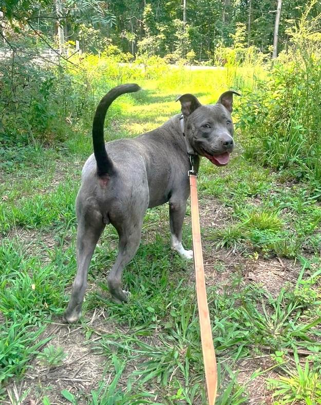 Enlarge BAM BAM, a Adoptable Terrier in Pegram, TN image 3/6