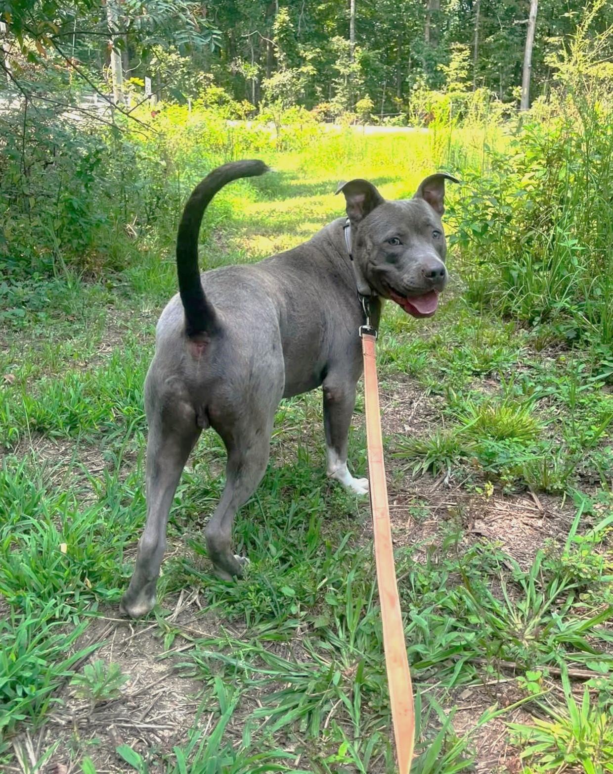 Enlarge BAM BAM, an adoptable Terrier in Pegram, TN image 4/6