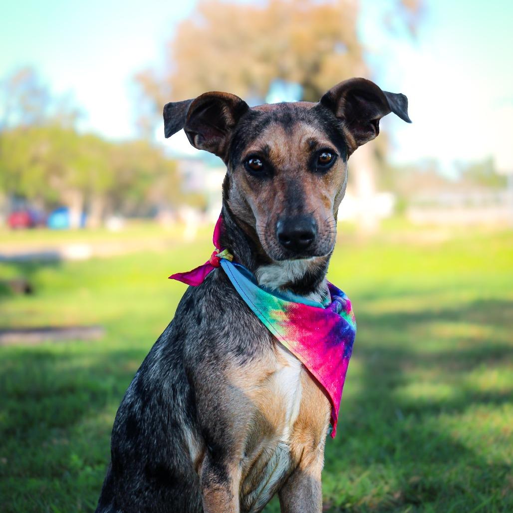 Taylor, a Adoptable Catahoula Leopard Dog in Lake Jackson, TX image 1/4