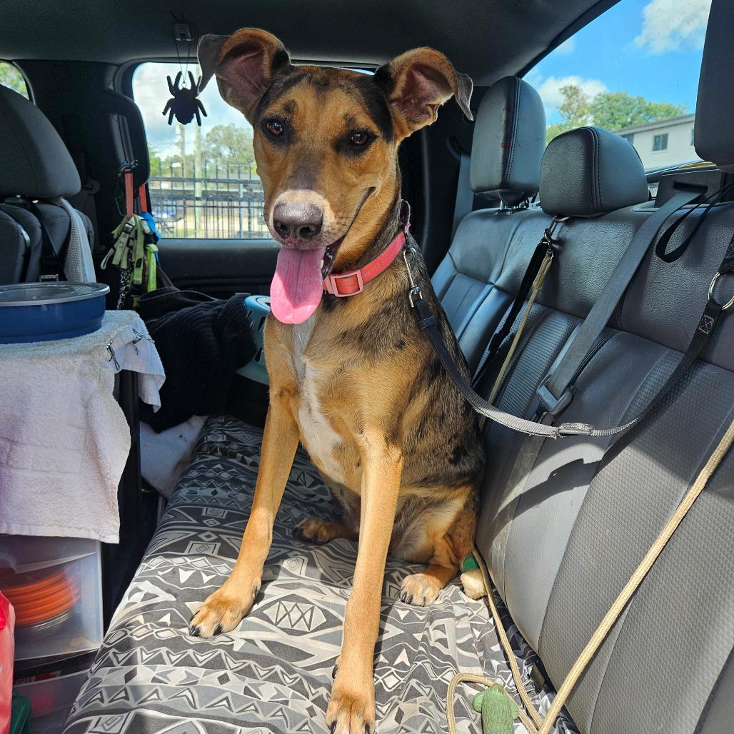 Taylor, a Adoptable Catahoula Leopard Dog in Lake Jackson, TX image 2/4