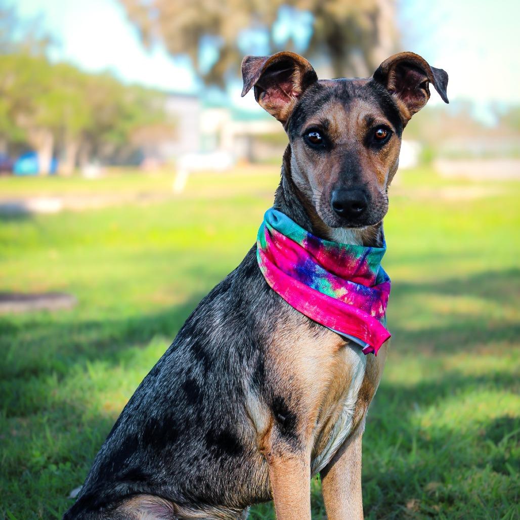 Taylor, a Adoptable Catahoula Leopard Dog in Lake Jackson, TX image 3/4