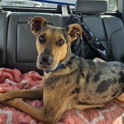 Taylor, a Adoptable Catahoula Leopard Dog in Lake Jackson, TX image 4/4