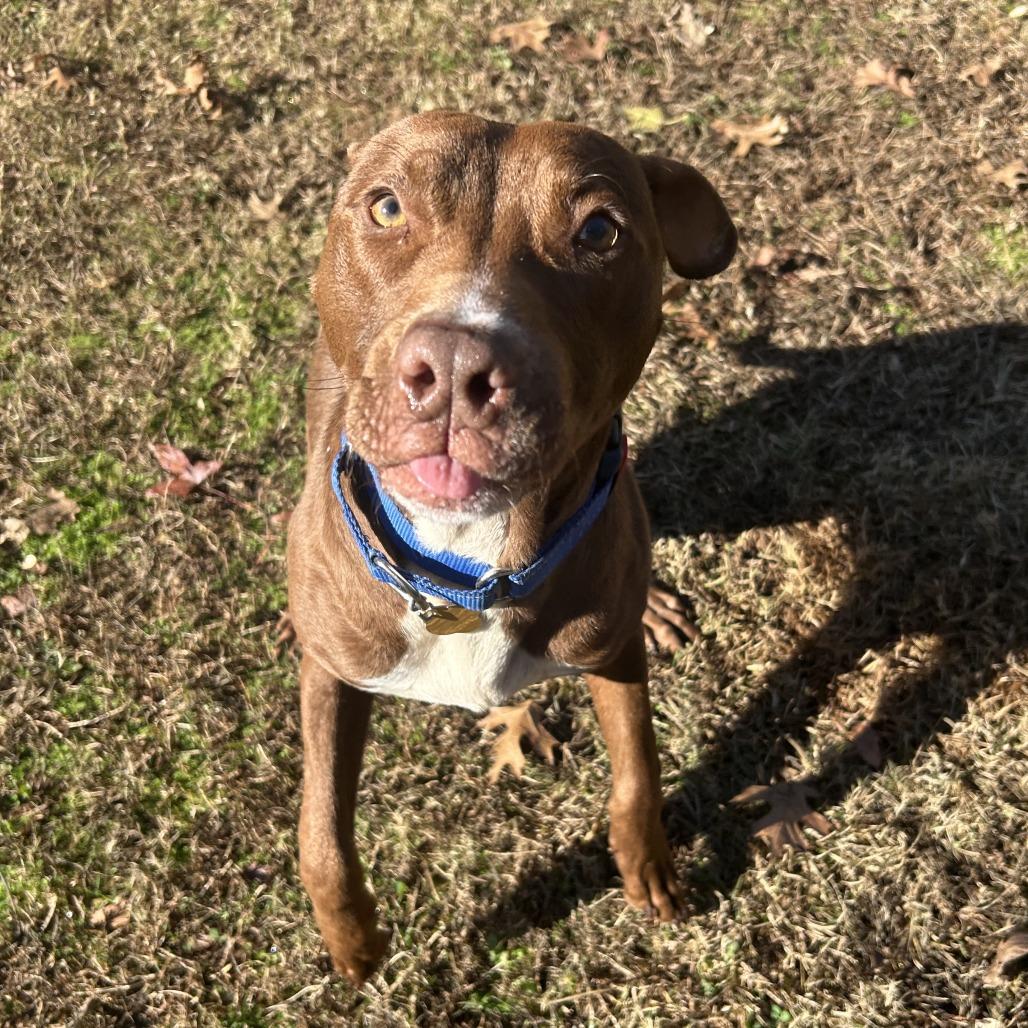 Enlarge Spinner, a Adoptable Mixed Breed in Auburn, AL image 1/6