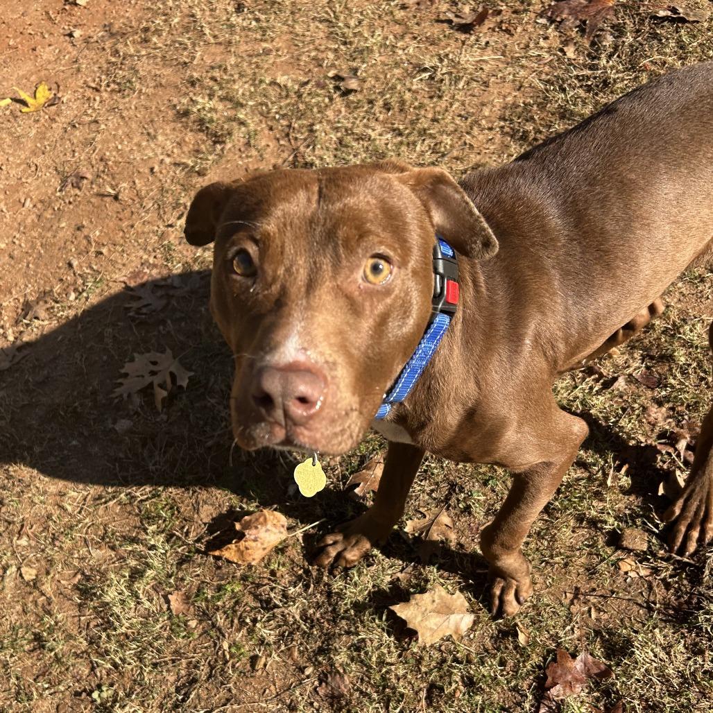 Enlarge Spinner, a Adoptable Mixed Breed in Auburn, AL image 2/6