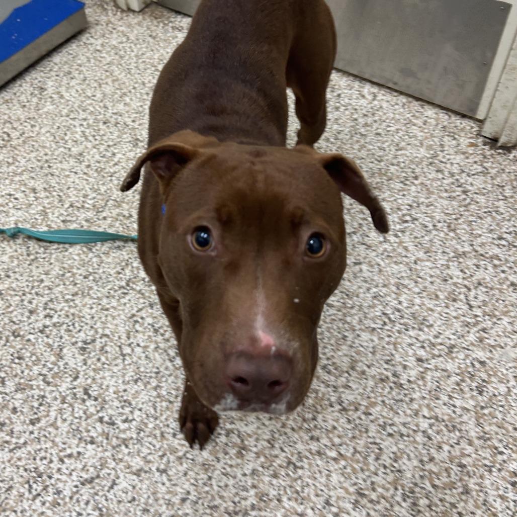 Enlarge Spinner, a Adoptable Mixed Breed in Auburn, AL image 2/6