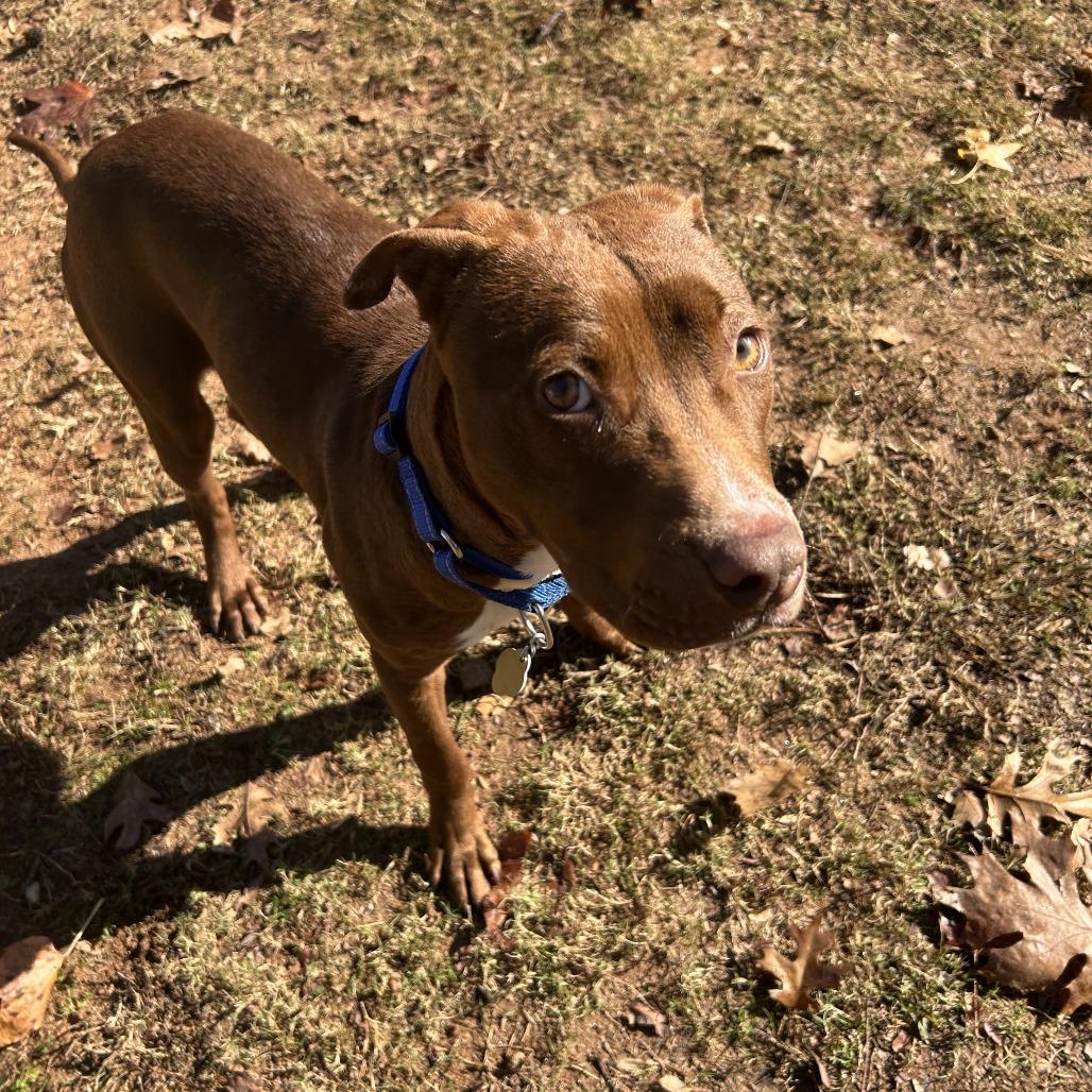 Enlarge Spinner, a Adoptable Mixed Breed in Auburn, AL image 4/6