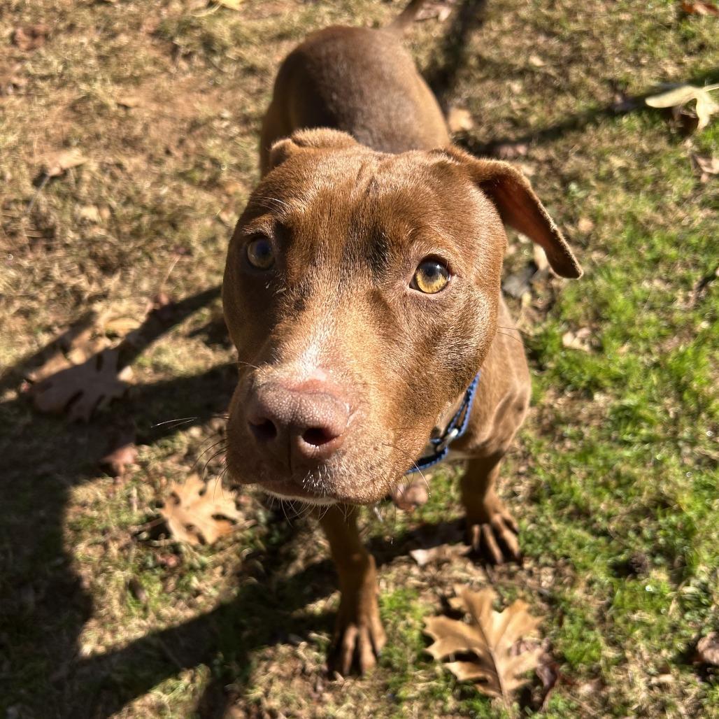 Enlarge Spinner, a Adoptable Mixed Breed in Auburn, AL image 5/6
