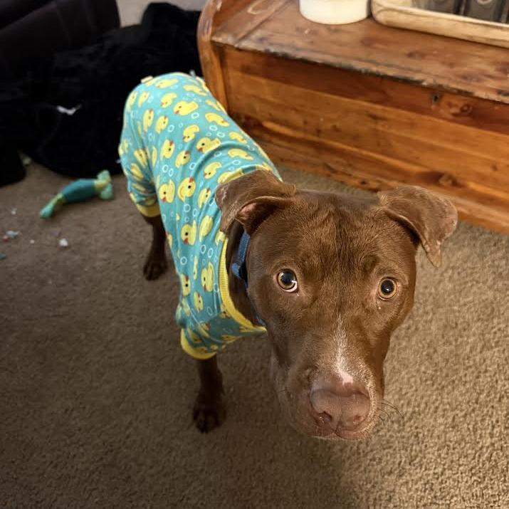 Enlarge Spinner, a Adoptable Mixed Breed in Auburn, AL image 6/6