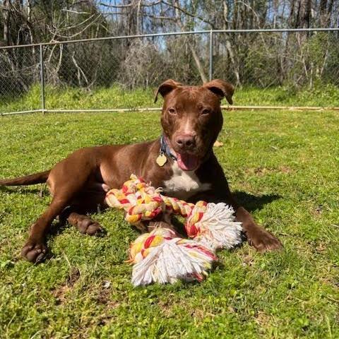 Enlarge Spinner, a Adoptable Mixed Breed in Auburn, AL image 6/6