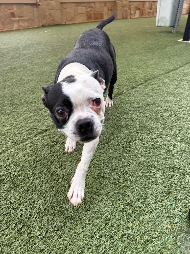 Enlarge Granger, a Adoptable Boston Terrier in Seguin, TX image 1/1