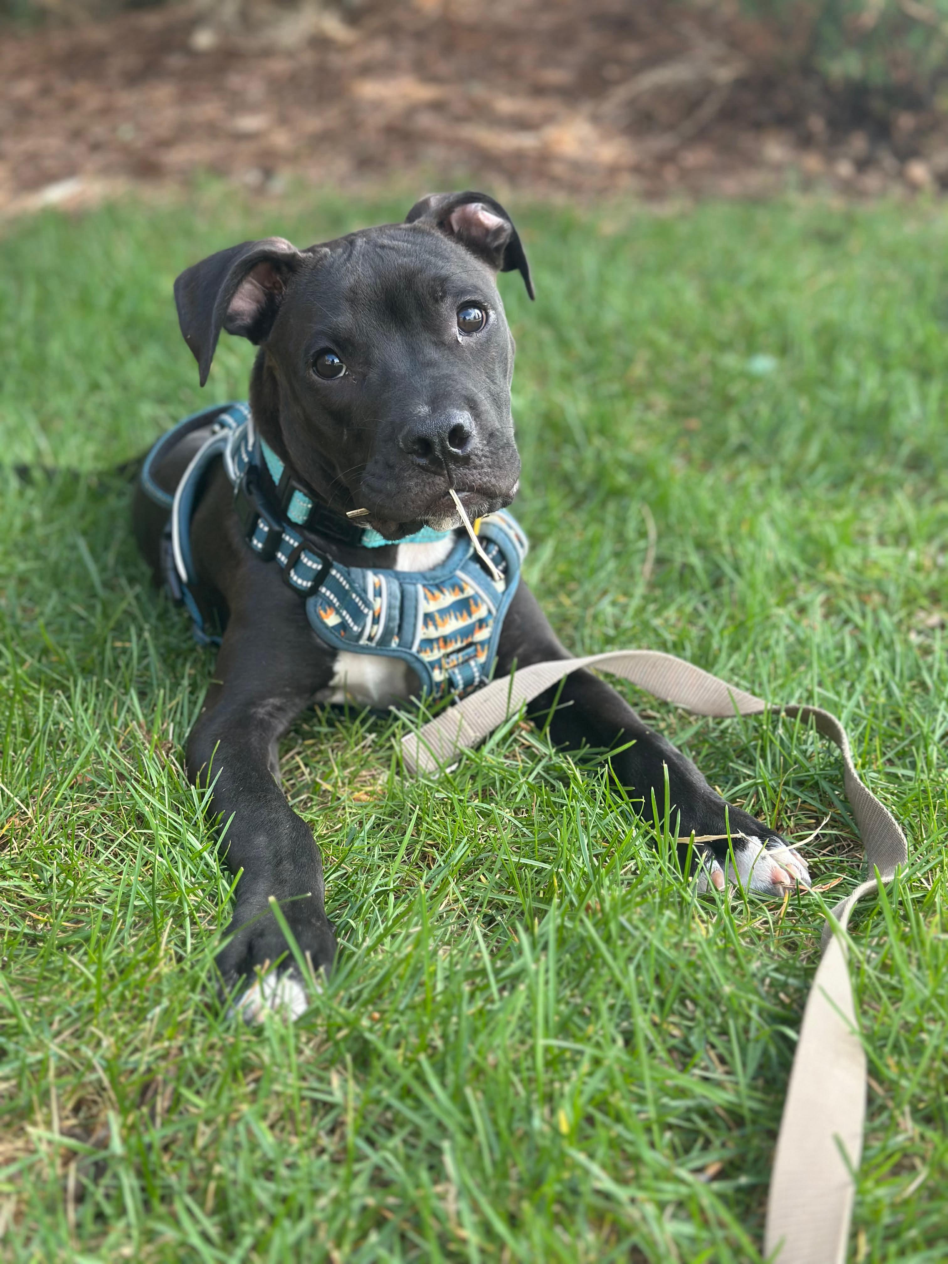 Artemis, a Adoptable mixed breed in boulder, CO image 1/6
