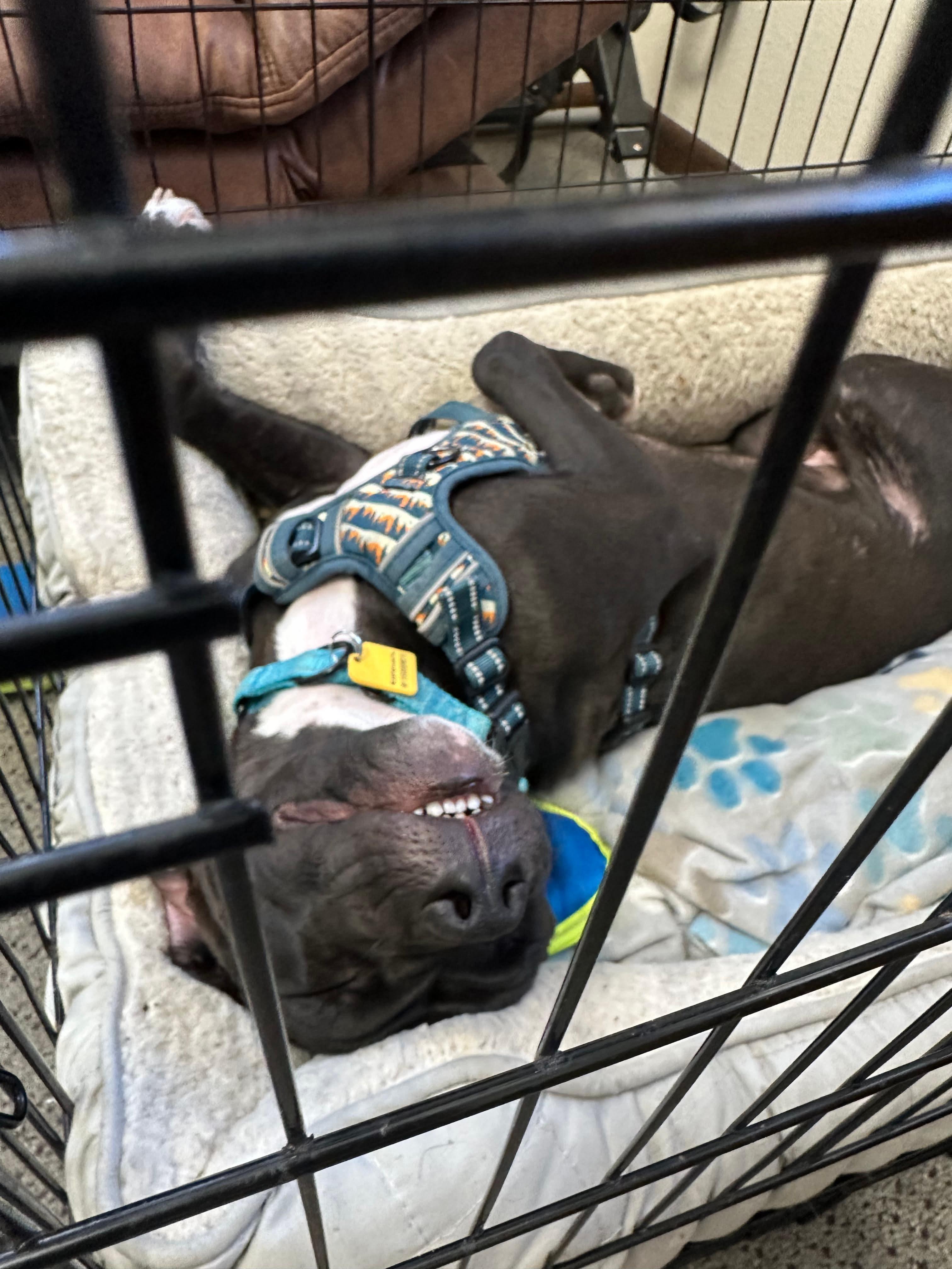 Artemis, a Adoptable mixed breed in boulder, CO image 5/6