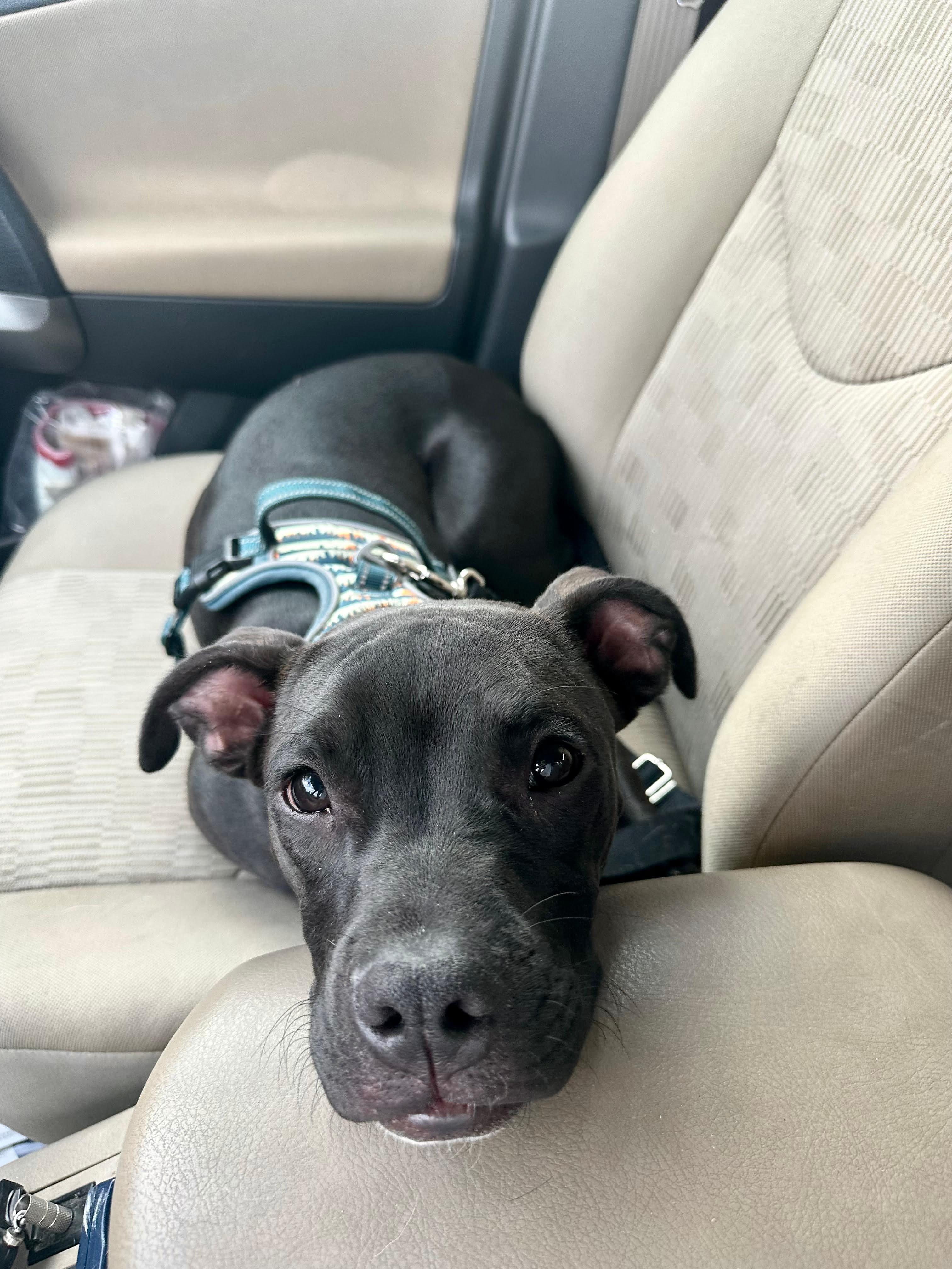 Artemis, a Adoptable mixed breed in boulder, CO image 2/6