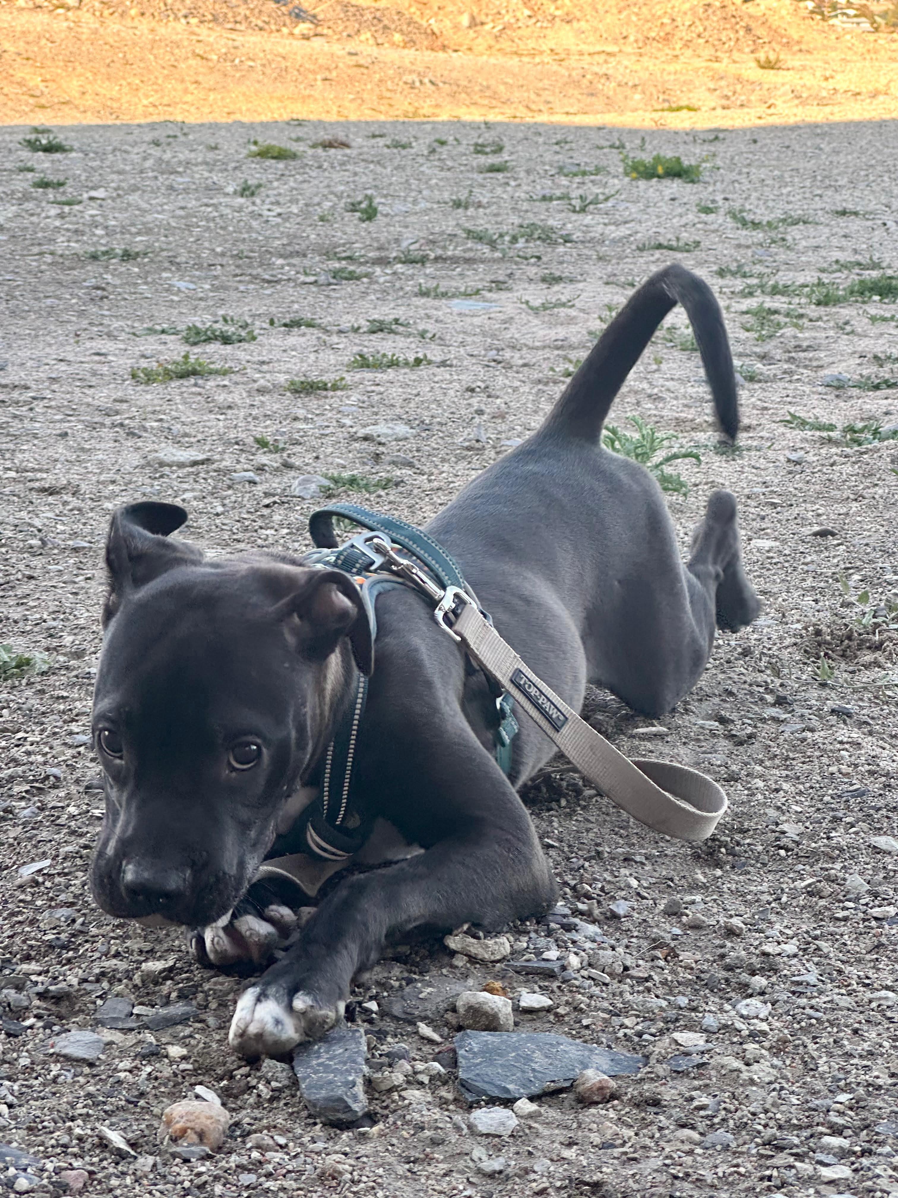 Artemis, a Adoptable mixed breed in boulder, CO image 4/6