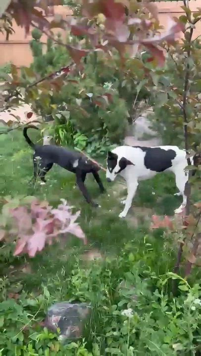 Enlarge Artemis, a Adoptable mixed breed in boulder, CO video 6/6
