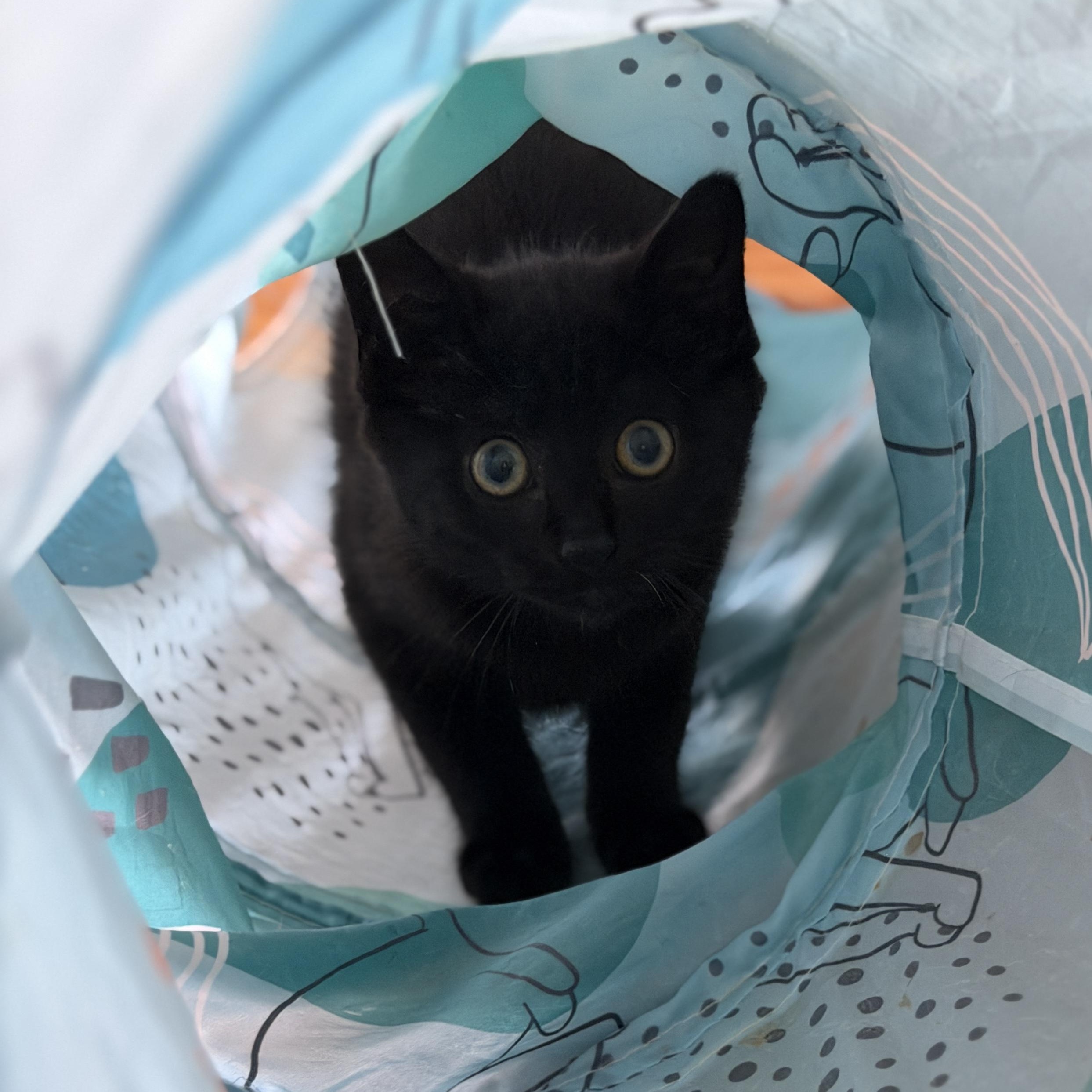 Sir Morpheus The Purrlord of Dreams (Momo), ADOPTABLE, Kitten Male Domestic Short Hair.