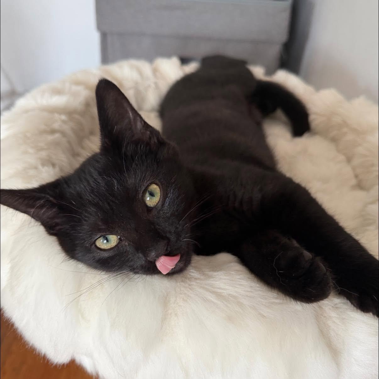 Sir Morpheus The Purrlord of Dreams (Momo), ADOPTABLE, Kitten Male Domestic Short Hair.