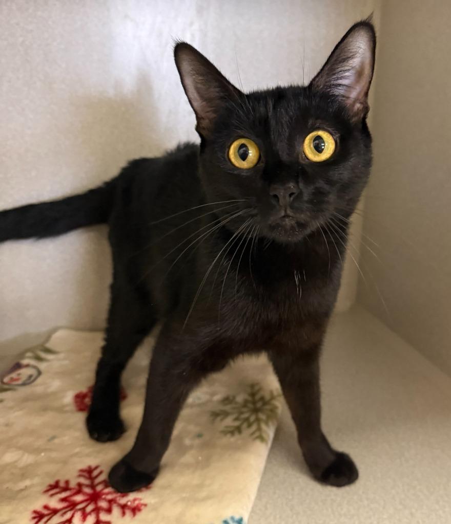 Ivy, a Adoptable mixed breed in Midland, TX image 1/2