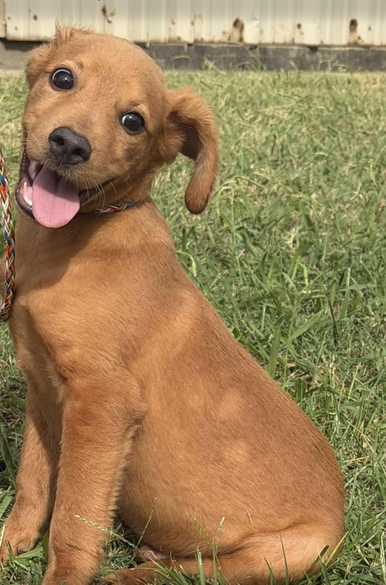 Goober, Adoptable, Young Male Labrador Retriever & Golden Retriever.