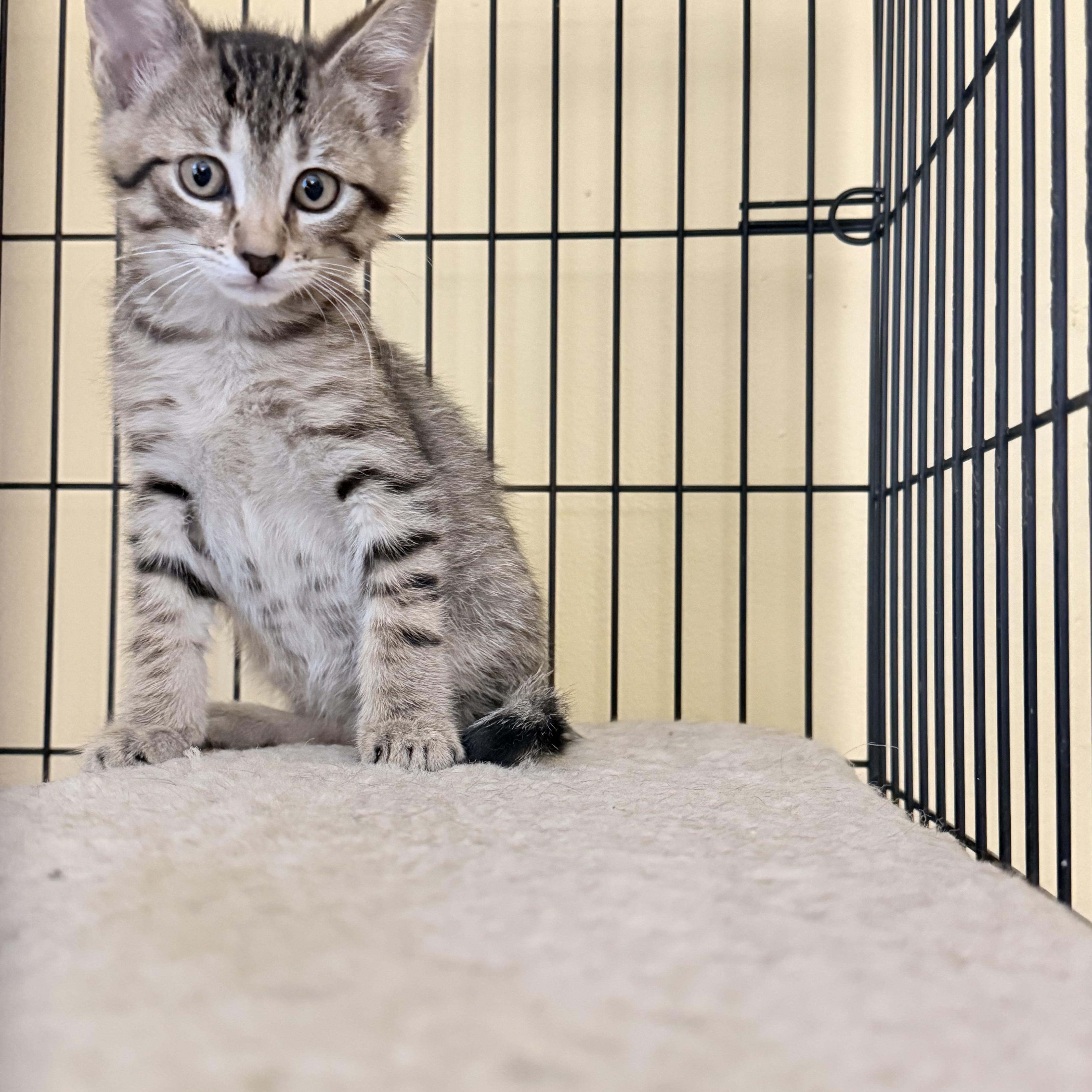 Enlarge Tigger, a Adopted Domestic Short Hair in Grayslake, IL image 3/4