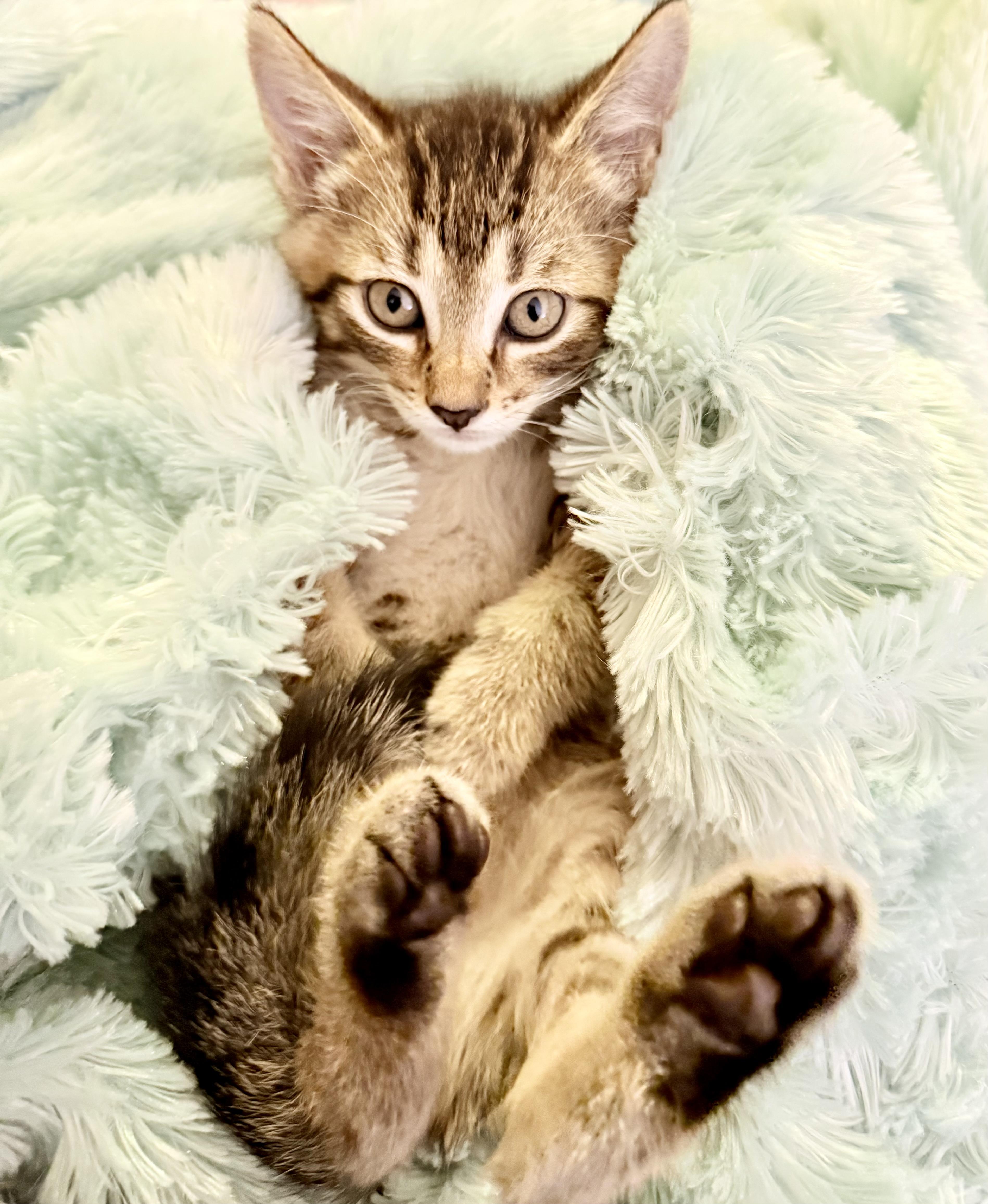 Enlarge Tigger, a Adopted Domestic Short Hair in Grayslake, IL image 2/4