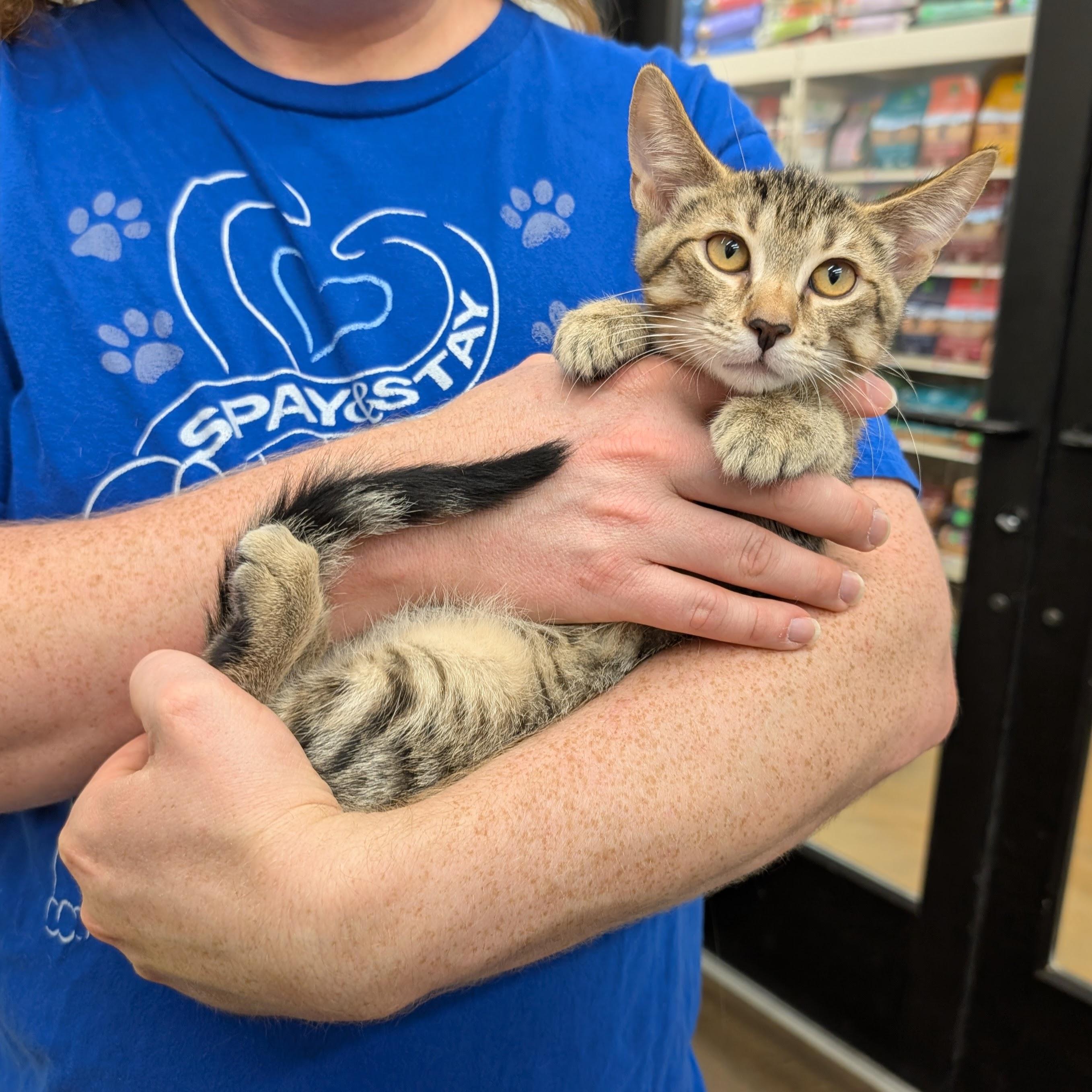 Tigger, Adopted, Kitten Male Domestic Short Hair.