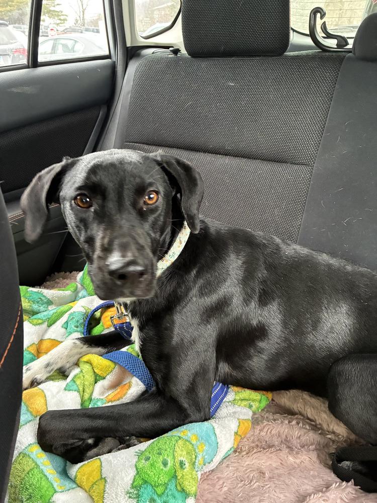 Enlarge Daisy aka Sprite, a Adoptable mixed breed in Brewster , NY image 1/3